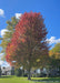 Autumn Blaze Maple with transitioning fall color. 