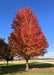 Mature Autumn Blaze Maple with fall color ranging from yellow to red-orange to dark red.