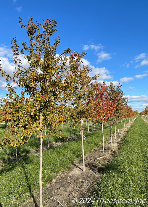 Amur Flame Maple grows in a nursery row and shows green leaves changing to red. 