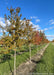 Amur Flame Maple grows in a nursery row and shows green leaves changing to red. 