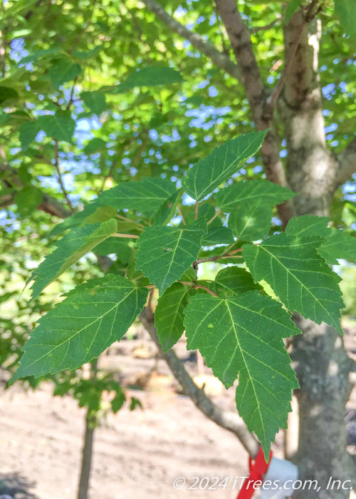 Closeup of Amur Flame's narrow, deeply serrated green leaves. 