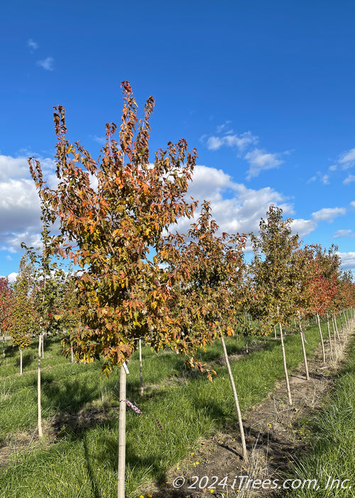 Amur Flame Maple grows in the nursery and shows changing fall color from green to red. 