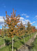 Amur Flame Maple grows in the nursery and shows changing fall color from green to red. 
