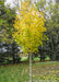 Newly planted State Street Maple with bright yellow leaves.