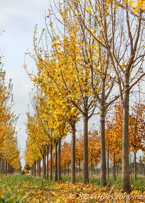 View of a row of trunks, and yellow leaves at the nursery.