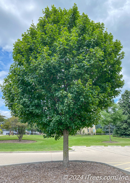 A State Street Maple with green leaves planted in a parking lot island.