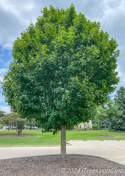 A State Street Maple with green leaves planted in a parking lot island.