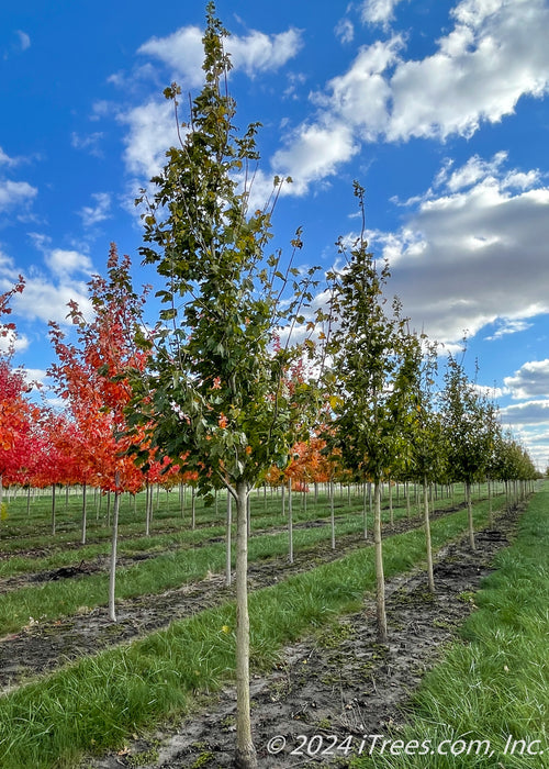 A row of State Street Maple at the nursery with green leaves.