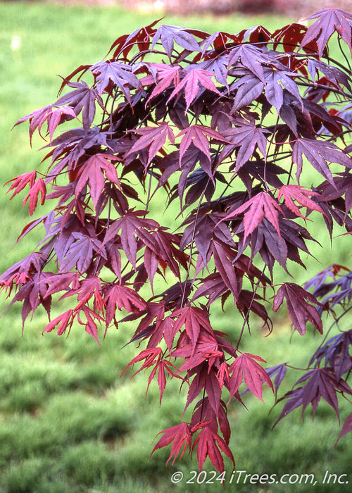 Closeup of the end of the tree's branching showing deep purple leaves with green grass in the background.
