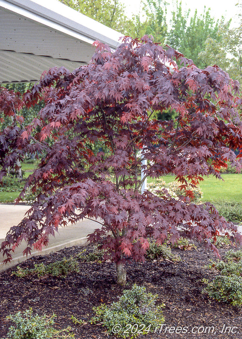 Bloodgood Japanese Maple with low branching, and deep purple leaves planted in a landscape bed in the backyard near a covered patio.