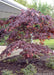 Bloodgood Japanese Maple with low branching, and deep purple leaves planted in a landscape bed in the backyard near a covered patio.
