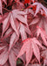 Closeup of a bunch of deeply purple, finely toothed palm-like Bloodgood Japanese Maple leaves.