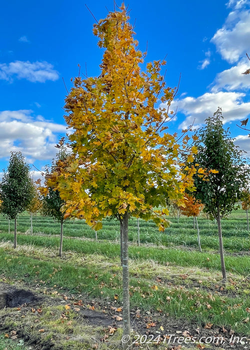Deborah Norway Maple in the nursery with changing fall color, showing a bright yellow fall color. 