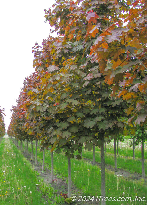 A row of Deborah Norway Maple in the nursery showing changing summer foliage from deep purple to a bronze green.