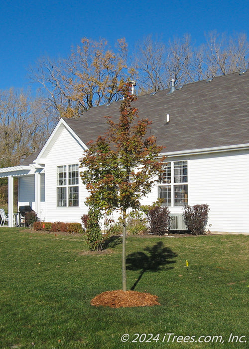 Deborah Norway Maple newly planted in the backyard of a home.