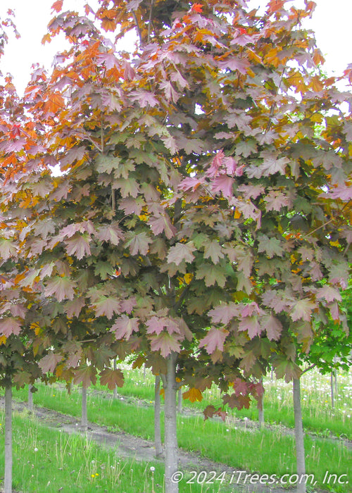Deborah Norway Maple in the nursery showing changing summer foliage from deep purple to a bronze green.
