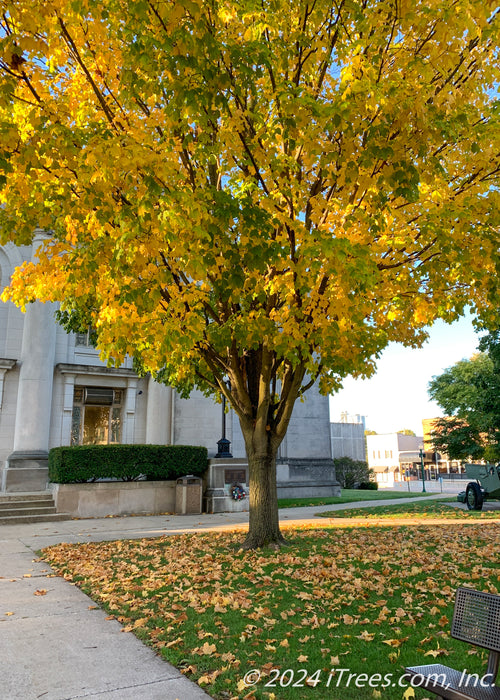 View of lower canopy of a large Emerald Lustre Norway Maple with transitioning fall color.