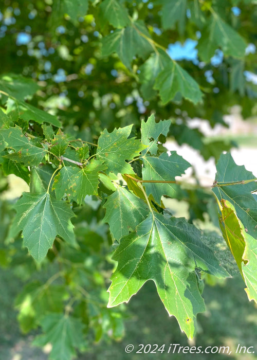 Closeup of dark green leaves.