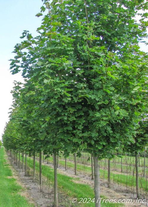 A row of Emerald Lustre Norway Maple with green leaves and smooth grey bark.