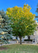Large Emerald Lustre Norway Maple with green leaves transitioning to yellow at the top of the tree's crown, planted in the front lawn of a court yard.