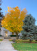 Emerald Lustre Norway Maple with yellow fall color planted on the front lawn of a downtown court yard along with other trees.