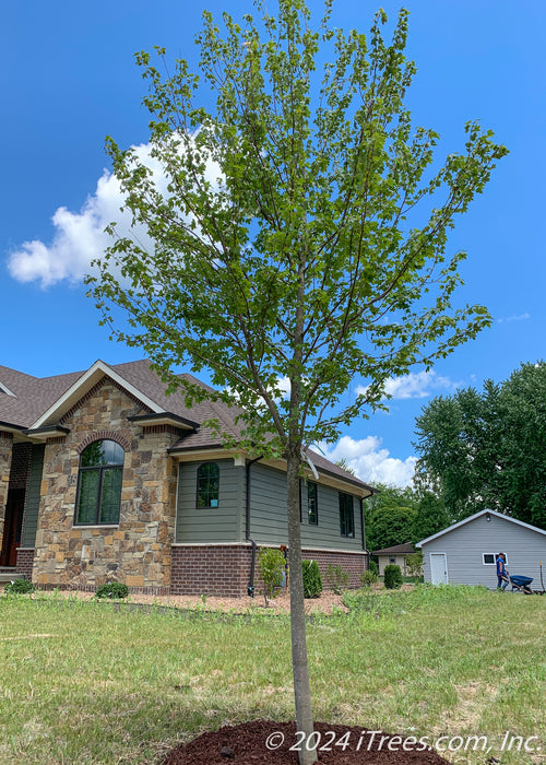 A newly planted Burgundy Belle stands with green leaves in the front yard of a new construction home. 