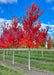 A row of Redpointe Red Maple trees at the nursery with red fall color.