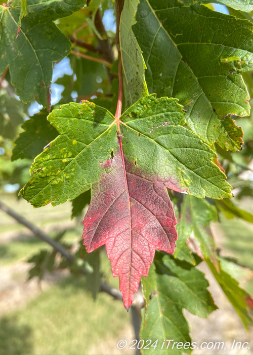 Closeup of a leaf showing transitioning fall color from green to deep red.