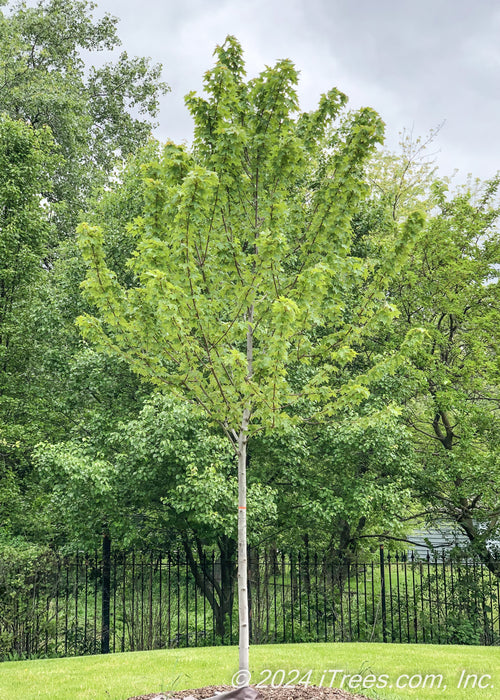 Newly planted Redpointe Red Maple with green leaves and a smooth grey trunk.