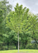 Newly planted Redpointe Red Maple with green leaves and a smooth grey trunk.