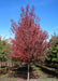 Redpointe Red Maple at the nursery with red fall color.