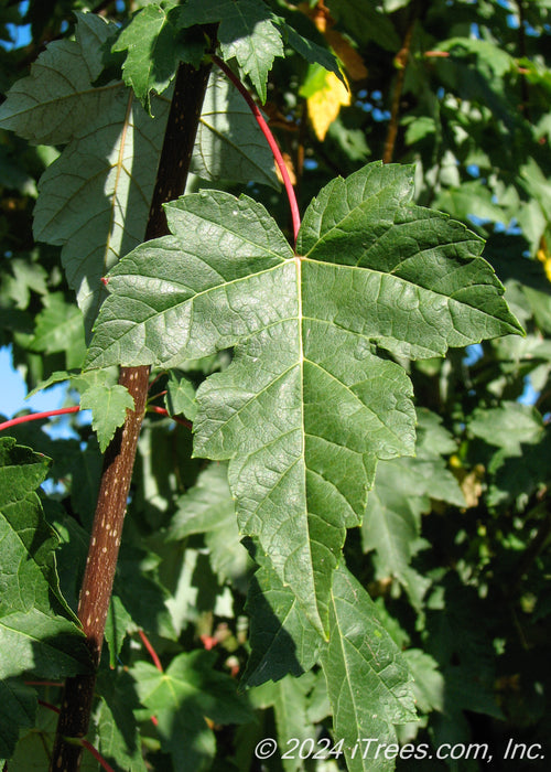 Closeup of a single green leaf with a red stem.