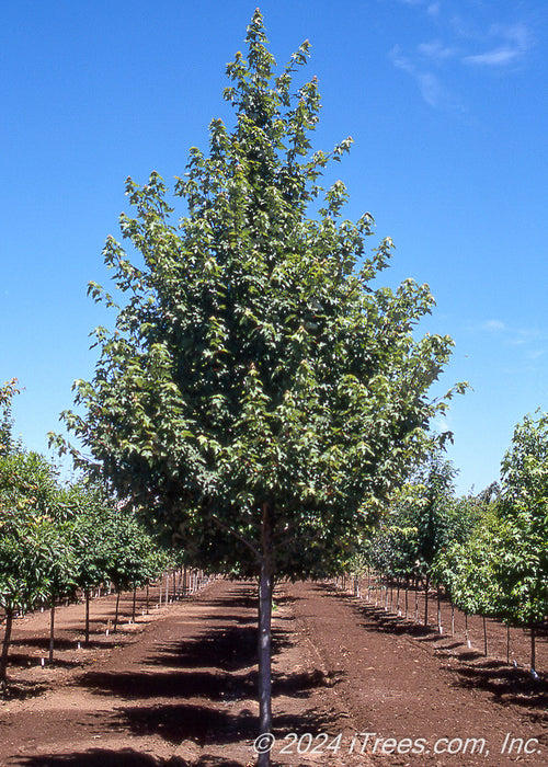 Redpointe Red Maple at the nursery with dark green leaves.