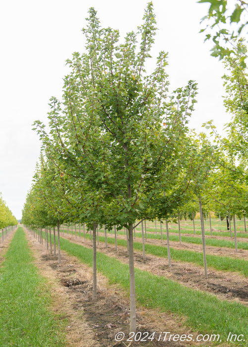 A row of Redpointe Red Maple trees at the nursery with green leaves.