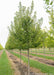 A row of Redpointe Red Maple trees at the nursery with green leaves.