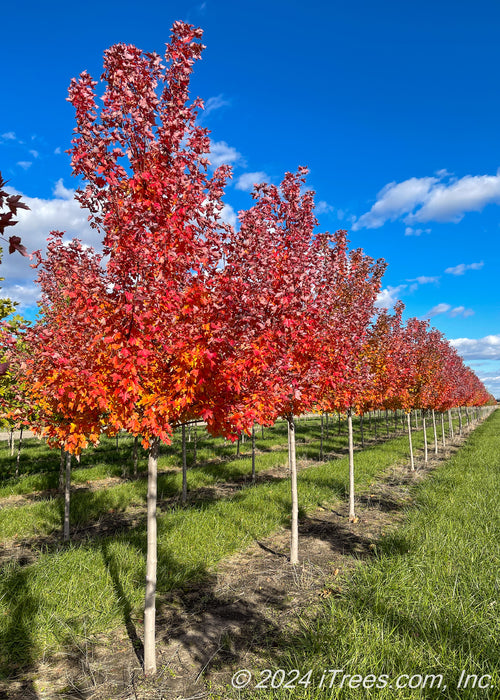 A row of Redpointe Red Maple trees at the nursery with red-orange fall color and smooth grey trunks.
