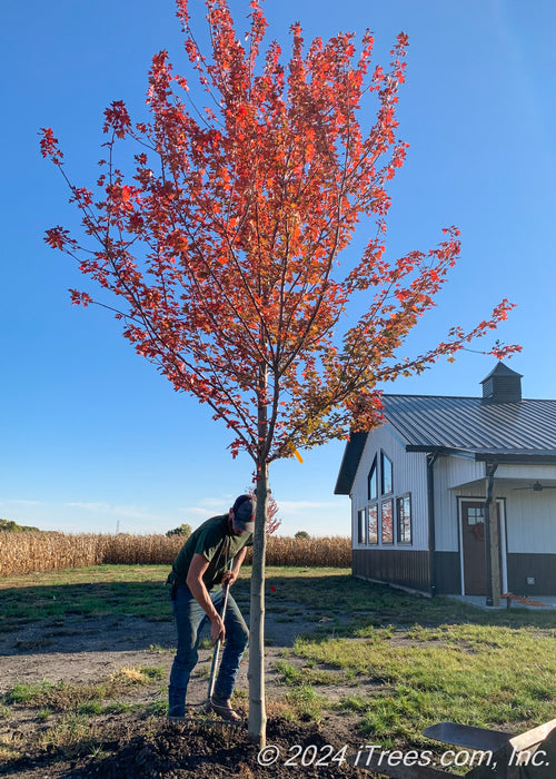 A newly planted Redpointe Red Maple with red fall color.
