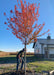 A newly planted Redpointe Red Maple with red fall color.
