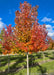 A Redpointe Red Maple growing at the nursery with yellow-orange leaves.