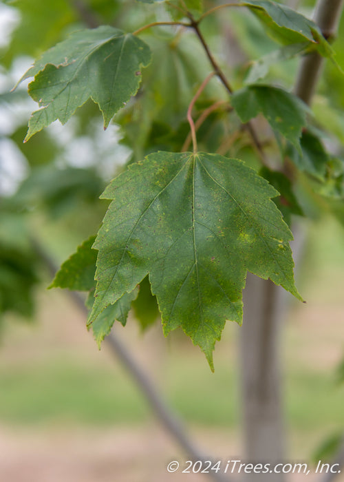 Closeup of a green leaf.