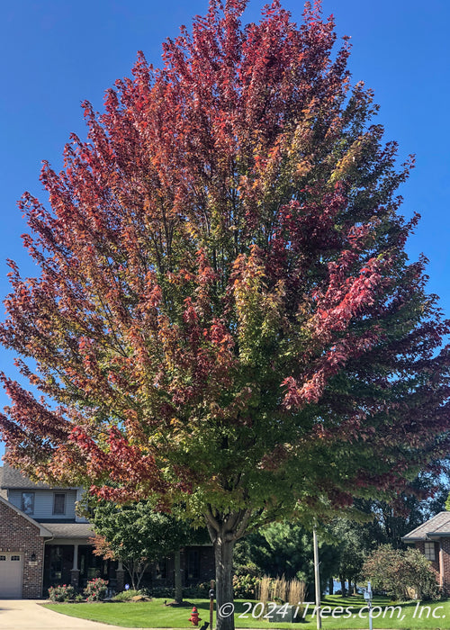 A mature Red Sunset planted in a culdesac with red fall color.