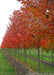 A row of Red Sunset Maple with red fall color.