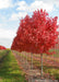 A row of October Glory Red Maple in fall growing at the nursery with fiery red fall color.