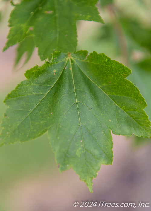 Closeup of a single green leaf.