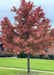 An October Glory Red Maple planted on a residential parkway with a round crown full of fall leaves with a red-orange fall color. A brick house and green grass are in the background.