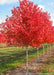 An October Glory Red Maple with fiery red fall color and a smooth grey trunk growing in the nursery.