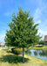 A maturing Sun Valley Red Maple planted near a retaining pond in a subdivision.