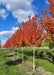 Sun Valley Red Maple growing in a nursery row with red fall color.