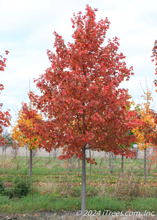 A single Sun Valley Red Maple at the nursery with bright red fall color.