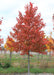 A single Sun Valley Red Maple at the nursery with bright red fall color.